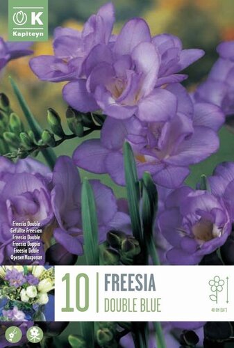 Freesia Double Blue