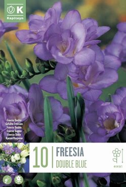 Freesia Double Blue