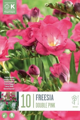 Freesia Double Pink