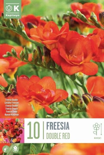 Freesia Double Red