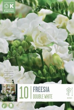 Freesia Double White