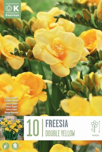 Freesia Double Yellow