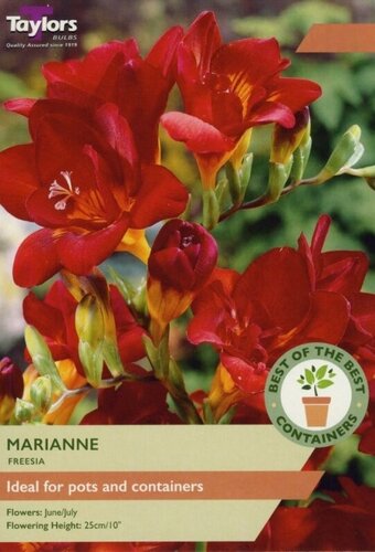 Freesia Marianne