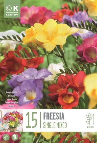 Freesia Single Mixed