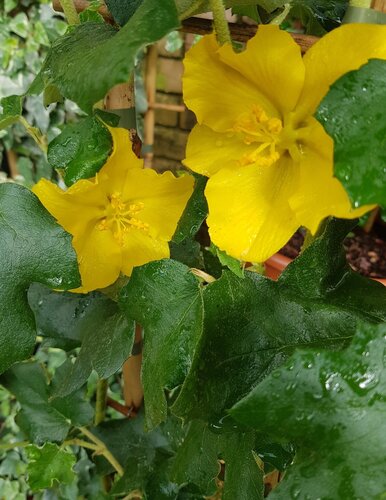 Fremontodendron Tequila Sunrise 3 Litre - image 1