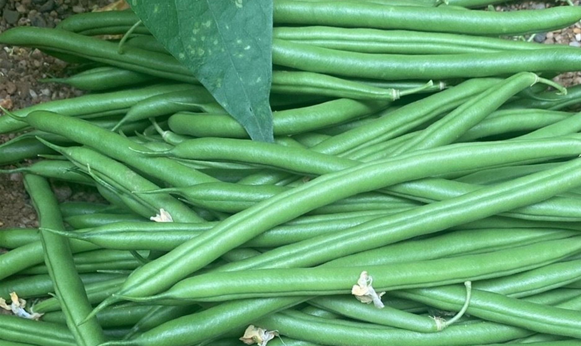 French Bean (Dwarf) Masterpiece 6 Pack Stewarts Garden Centre