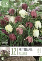 Fritillaria