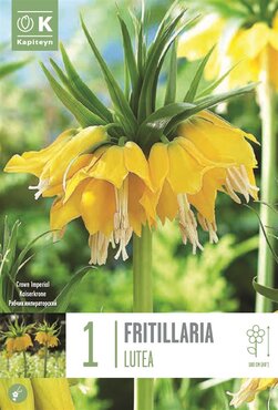Fritillaria Imperialis Lutea