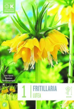 Fritillaria Imperialis Lutea x 1