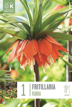 Fritillaria Imperialis Rubra
