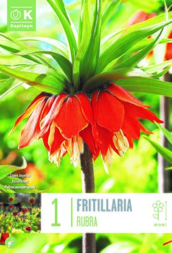 Fritillaria Imperialis Rubra x 1