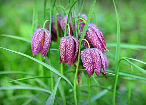 Fritillaria Meleagris 1 Litre