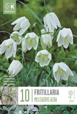 Fritillaria Meleagris Alba