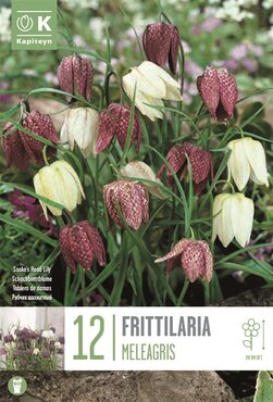 Fritillaria Meleagris Mixed
