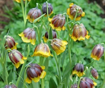 Fritillaria Michailovskyi 1 Litre