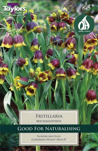 Fritillaria Michailovskyi x 5