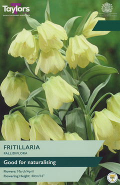 Fritillaria Pallidiflora
