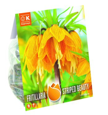 Fritillaria Striped Beauty