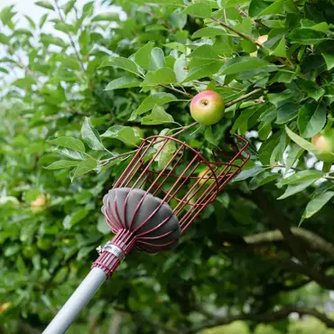 Fruit Picker Telescopic - image 2