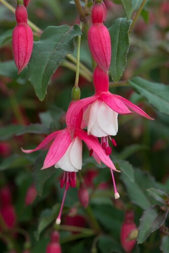 Fuchsia Alice Hoffman 1.5 Litre