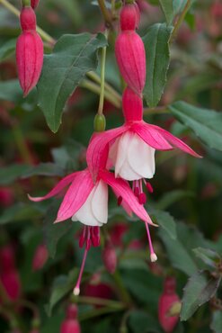 Fuchsia Alice Hoffman 1.5 Litre