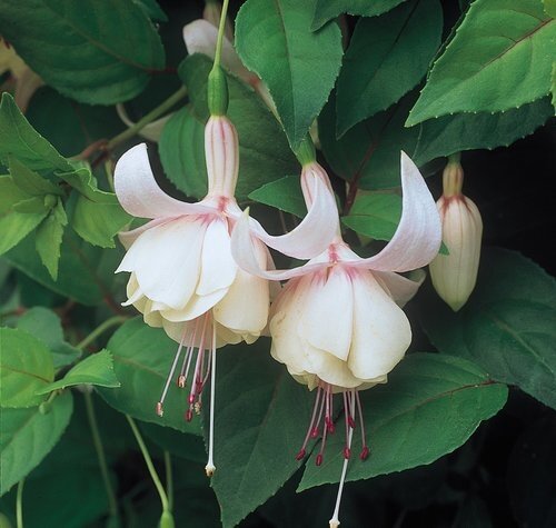 Fuchsia Annabel (T) 10.5cm