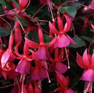 Fuchsia Beacon (B) 10.5cm