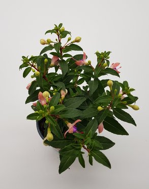 Fuchsia Bella 10.5cm