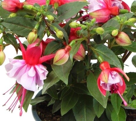 Fuchsia Bella Bianca 10.5cm