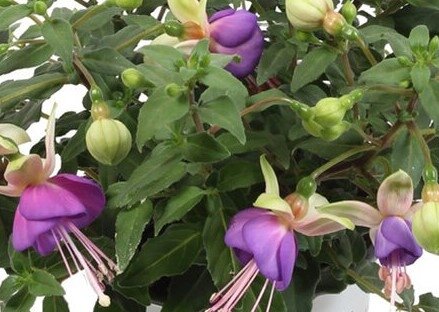 Fuchsia Bella Diana Trailing 1 Litre