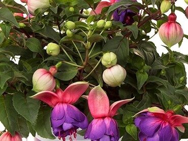 Fuchsia Bella Faya Hanging Basket 25cm
