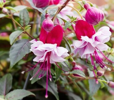 Fuchsia Bella Julia Trailing 1 Litre