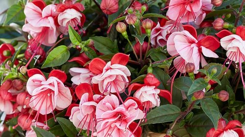 Fuchsia Bella Laura Hanging Basket 25cm