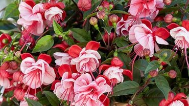 Fuchsia Bella Laura Hanging Basket 25cm