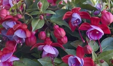 Fuchsia Bella Lydia Hanging Basket 25cm