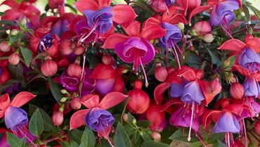 Fuchsia Bella Maria Trailing 1 Litre