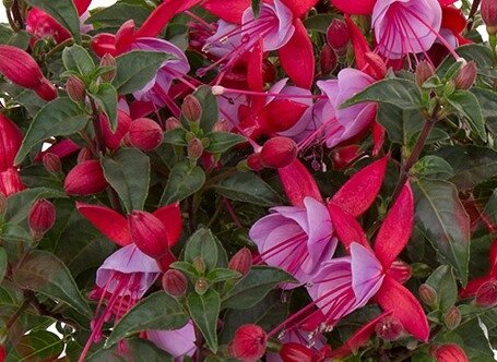 Fuchsia Bella Nikita Bush 1 Litre