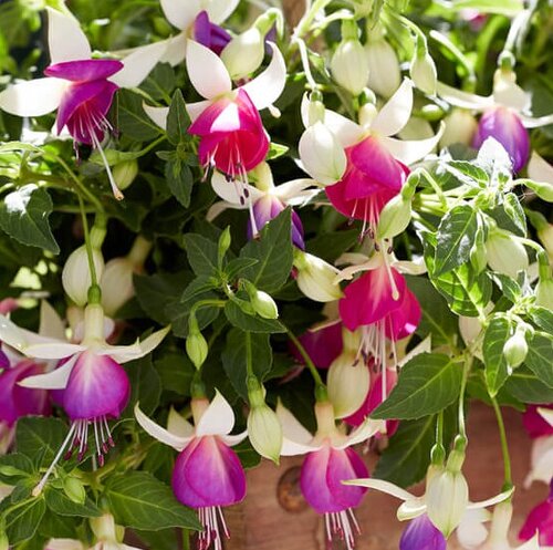 Fuchsia Bella Nora Hanging Basket 25cm