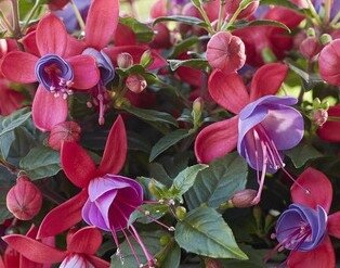 Fuchsia Bella Sarah Jumbo Six Pack