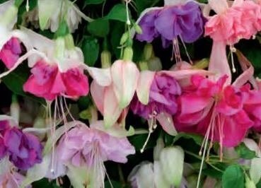 Fuchsia Bush Mixed Jumbo Six Pack