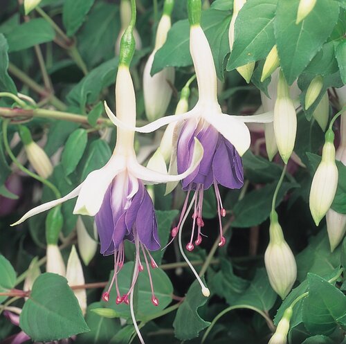 Fuchsia Carmel Blue Bush 10.5cm - image 1