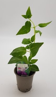 Fuchsia Carmel Blue Bush 10.5cm - image 2