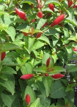 Fuchsia Chilli Red 3 litre