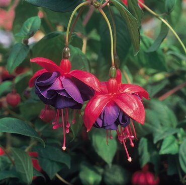 Fuchsia Dark Eyes Trailing 10.5cm