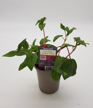 Fuchsia Dark Eyes Trailing 10.5cm - image 2