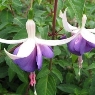 Fuchsia Delta's Sarah 1.5 Litre