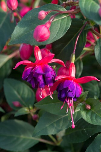 Fuchsia Dollar Princess 1.5 Litre