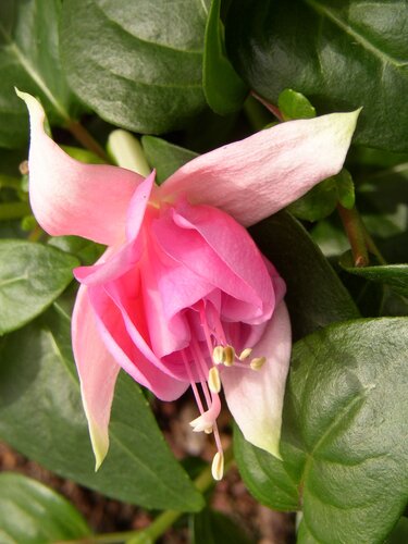 Fuchsia Fairy Lights 3 Litre