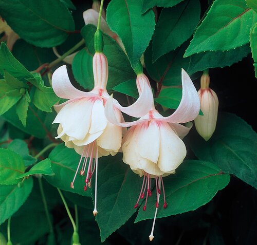Fuchsia Fairy Polar Patio 7 Litre - image 1