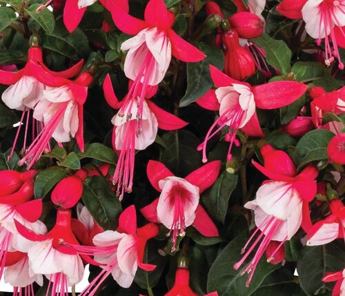 Fuchsia Fuchsita Deep Pink White 2 Litre